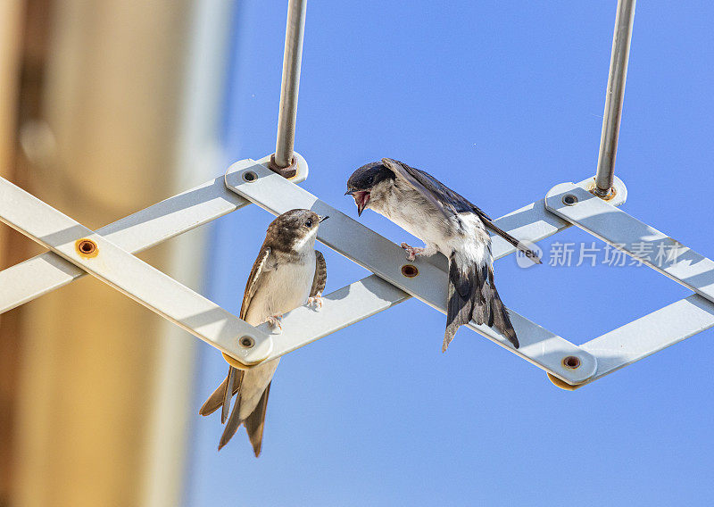 谷仓燕子(Hirundo rustica)在我的窗口靠近。在我的衣架上休息，邻居之间的讨论……